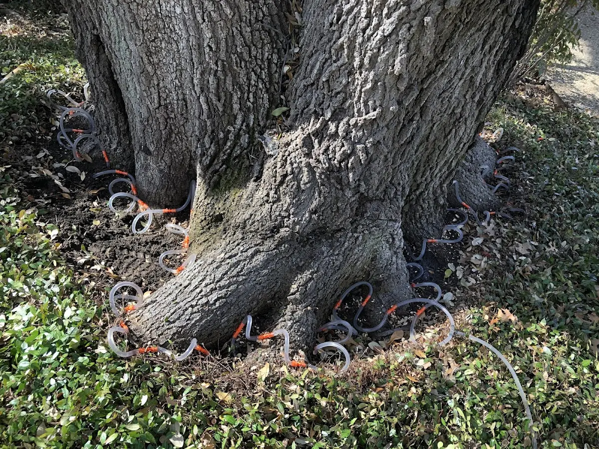 Detailed Tree Cabling and Bracing job site in Grosse Pointe