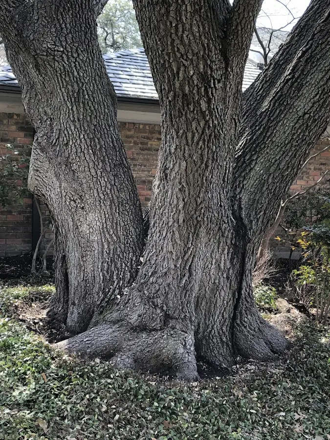 Mature heritage tree close to a Grosse Pointe property cared for by certified arborists